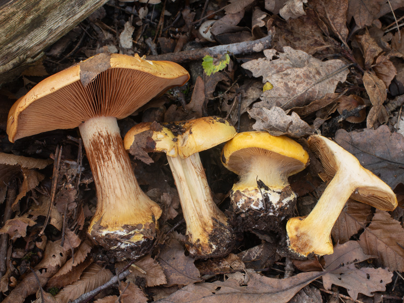 Cortinarius majusculus